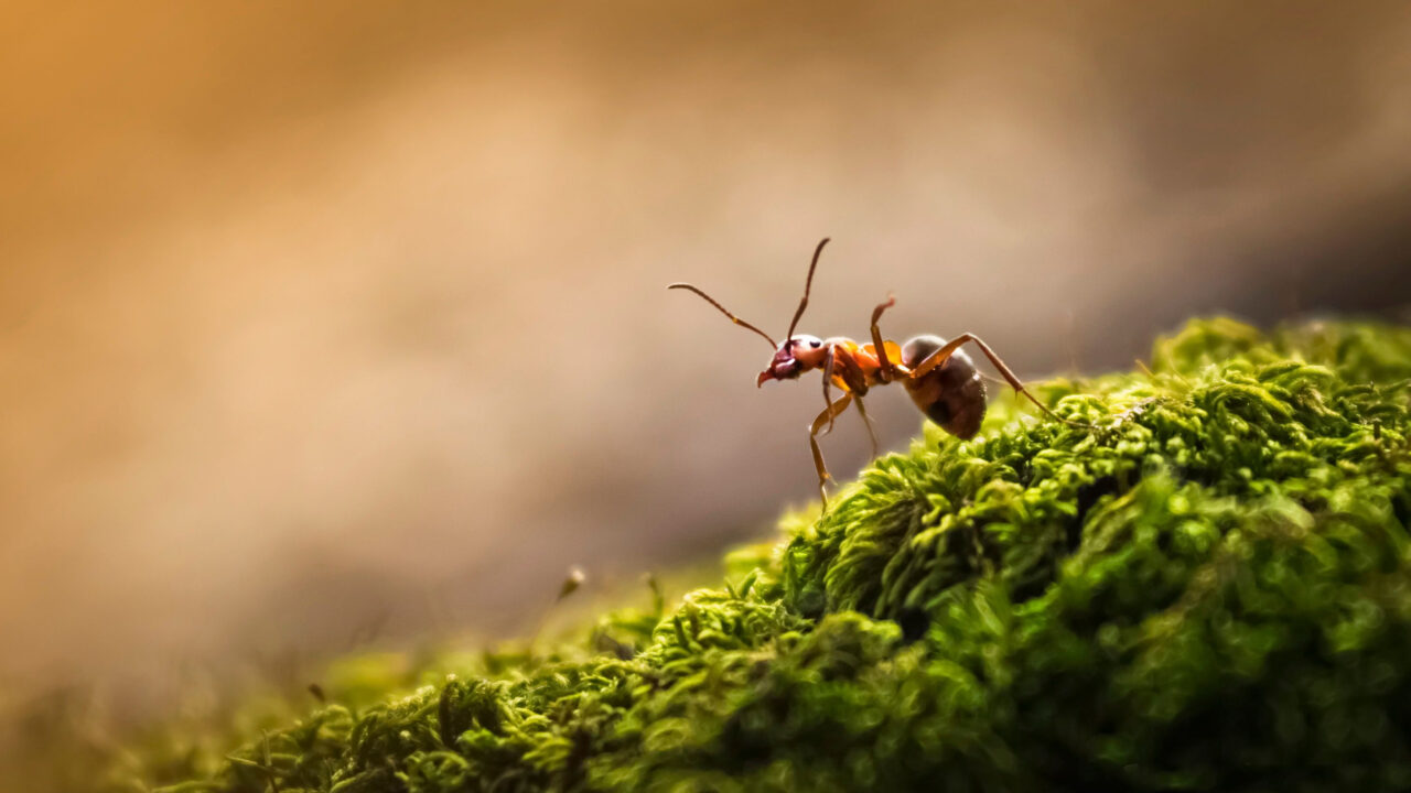 Ant on moss.