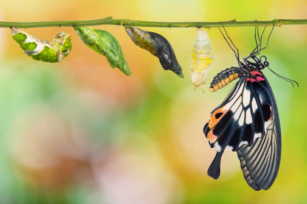 Female Great Mormon (Papilio memnon) butterfly life cycle show turning from catapillar into butterfly.